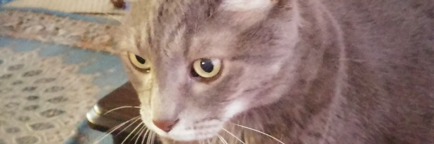 chachibird69's profile banner image