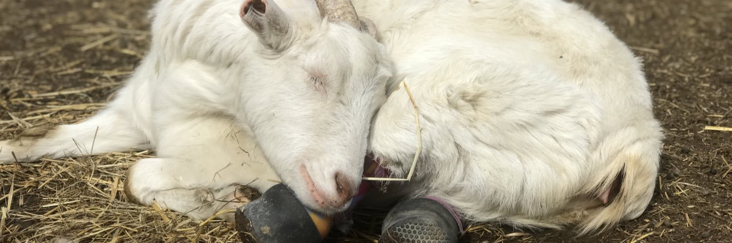 goatsofanarchy's profile banner image