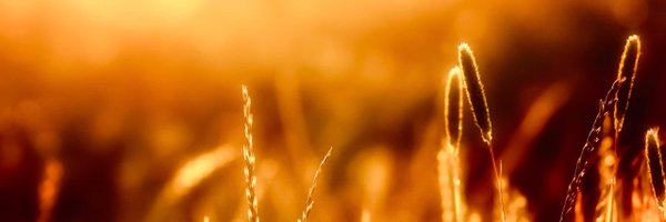 TMS_Garden Profile Banner