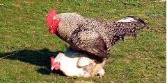 ChickenSex's profile banner image
