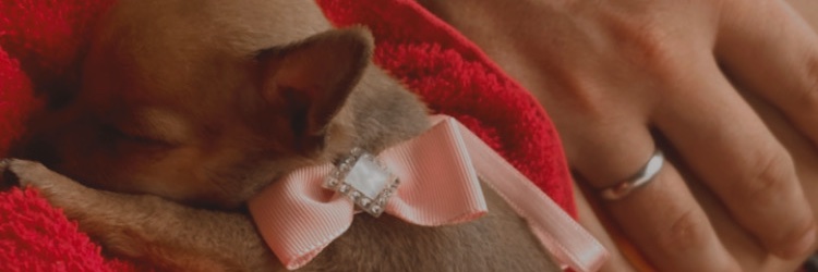 franschaeferr's profile banner image