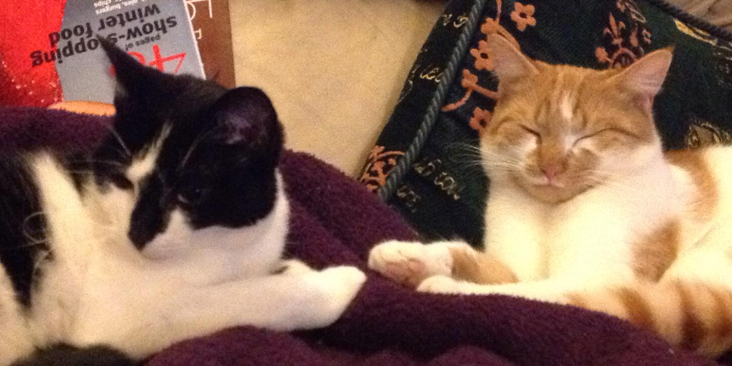 CatzRuleLife's profile banner image