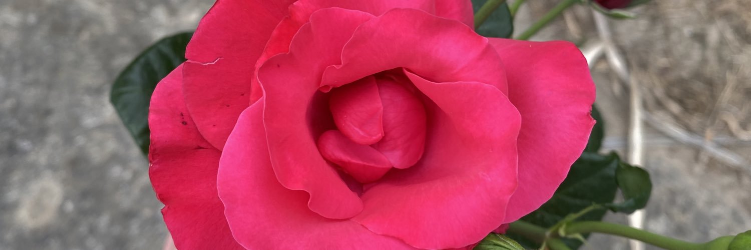 LetiBlanch's profile banner image