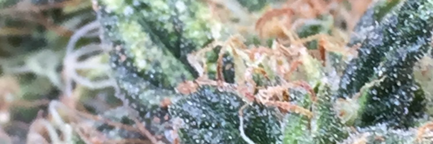 weedwiize's profile banner image