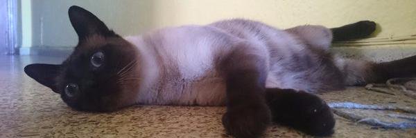 7solpi's profile banner image
