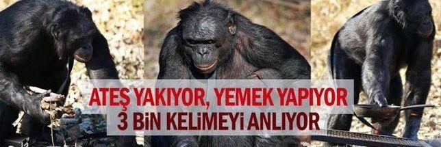 maybeserkan's profile banner image