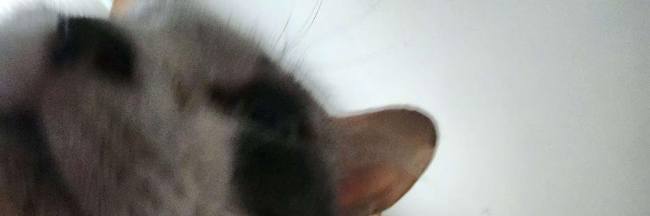 polyphonetic's profile banner image