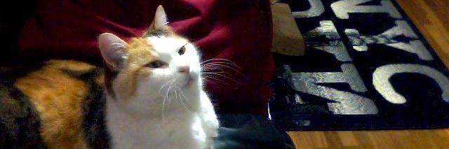 ferdinando conte banner