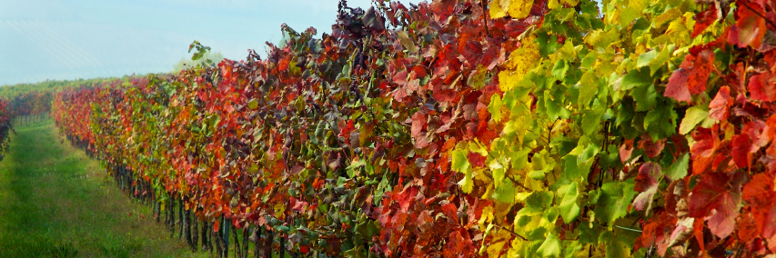 Tourism in Italy banner