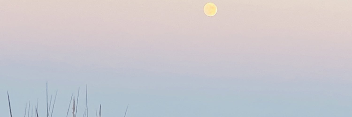 CardotElodie's profile banner image