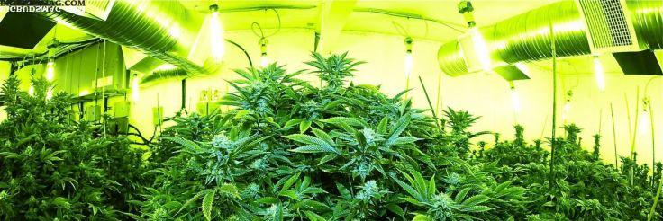 marijuanaFactts's profile banner image