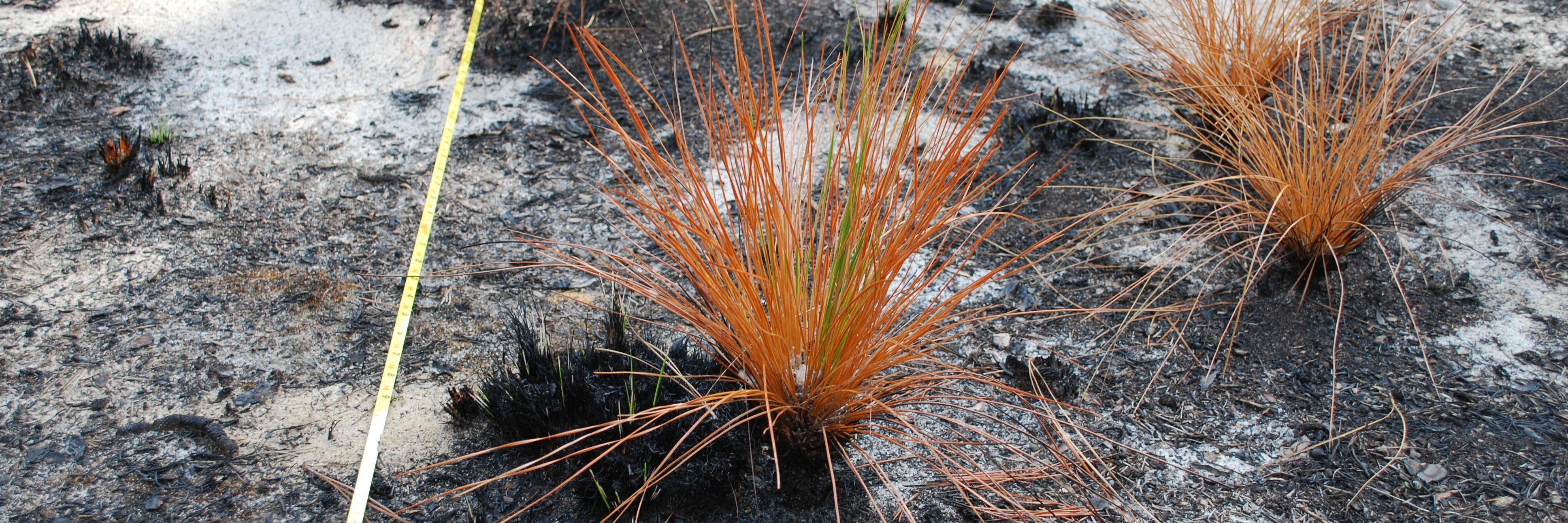 FireScience.gov banner