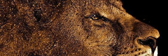 CarolBNery's profile banner image