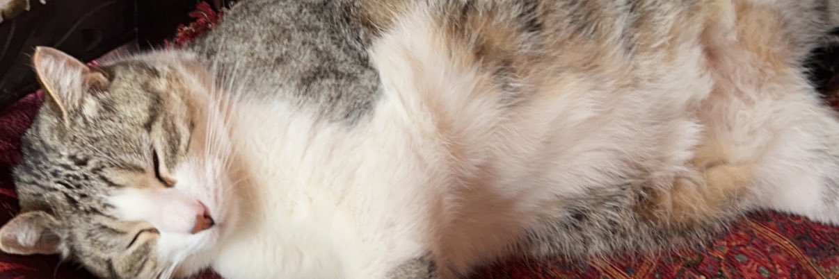 BrezinskyJoey's profile banner image