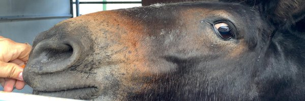 TinyHooves_ Profile Banner