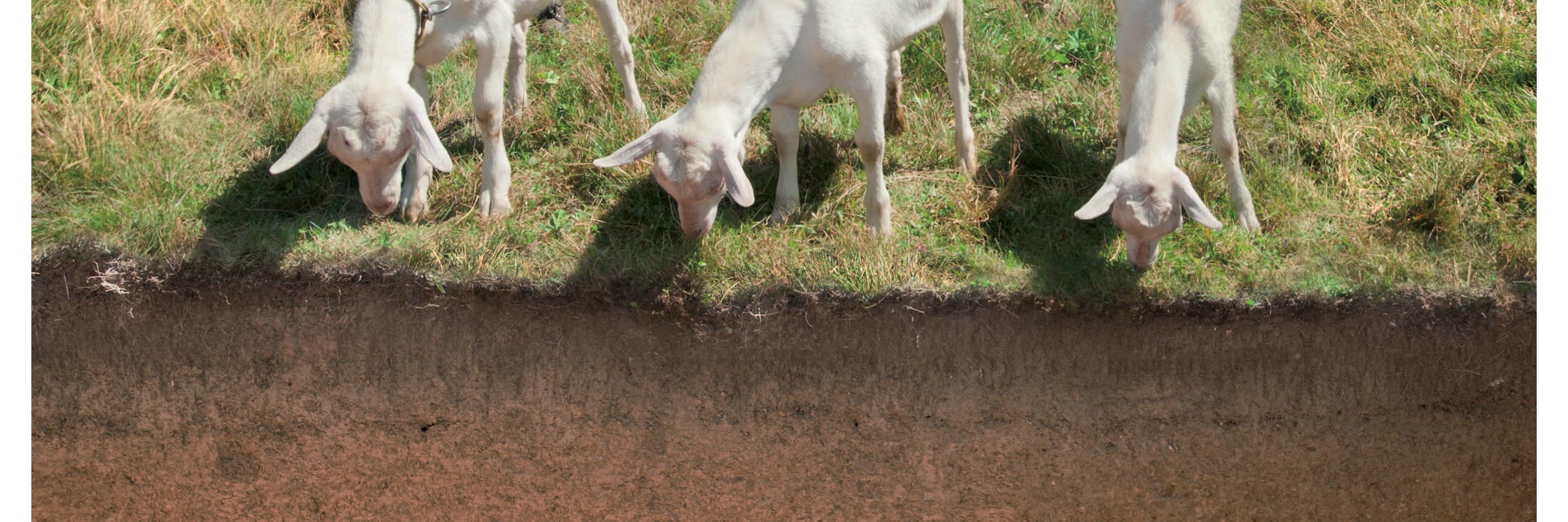 Patrick A. Walther banner