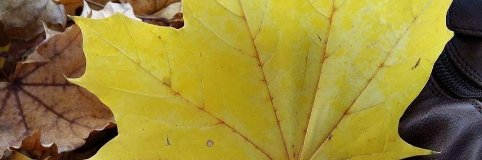 LiciaWestmark17's profile banner image