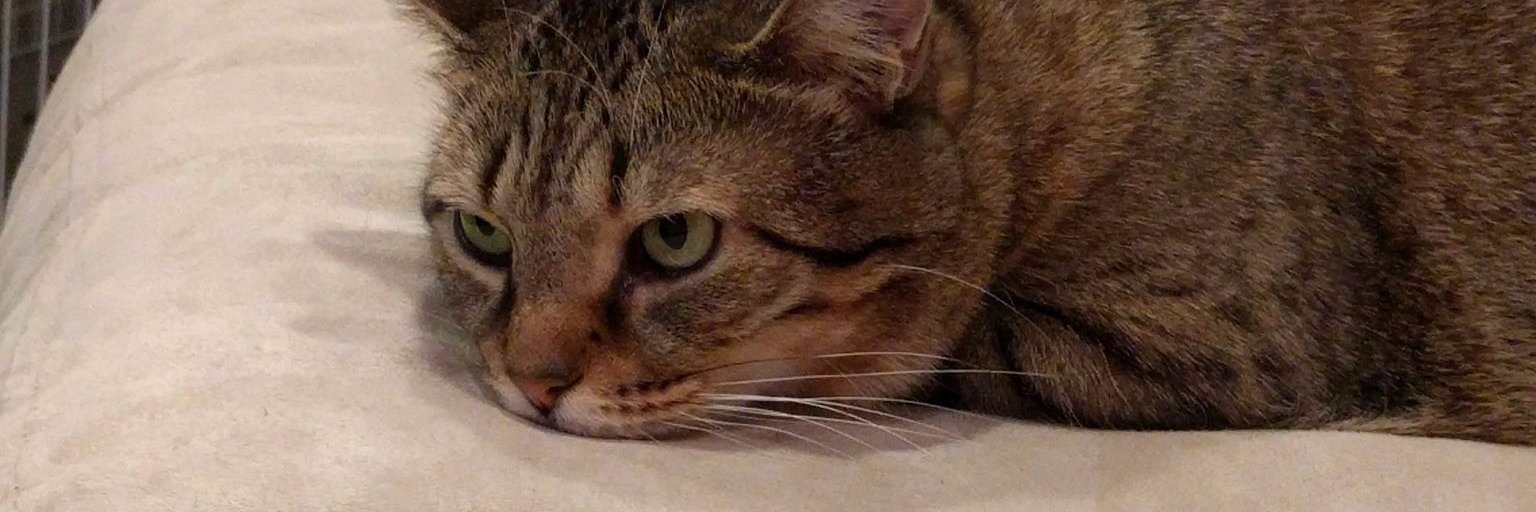 Nicole D. McFadyen, PhD banner