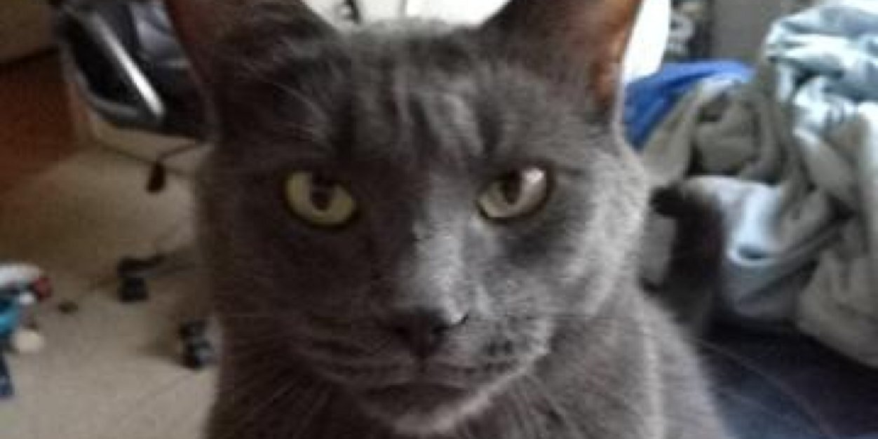 pumaomega's profile banner image