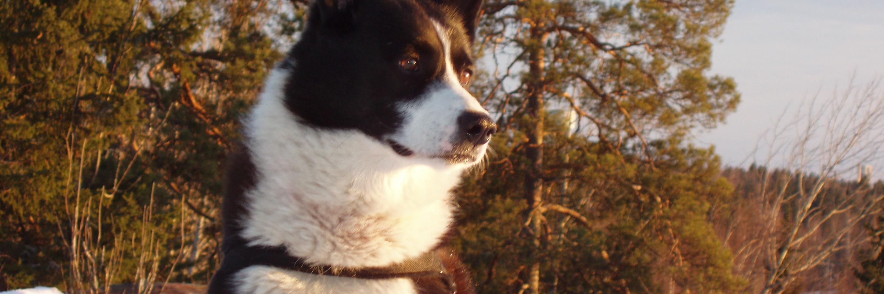 KariJahnsson's profile banner image
