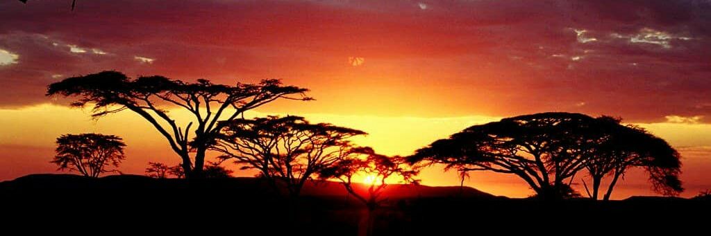 Tetero Solange banner