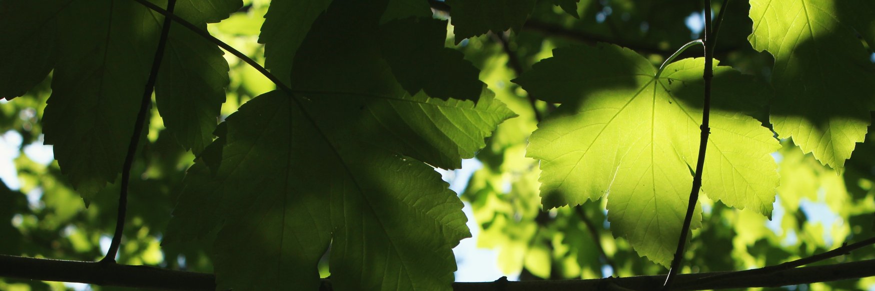 Melanie Maier banner