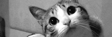 Pequena_Juda's profile banner image