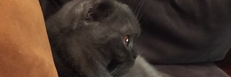 baskelimalo's profile banner image