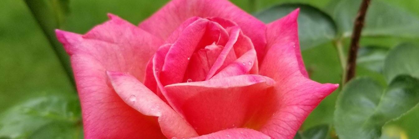 rossanna27's profile banner image