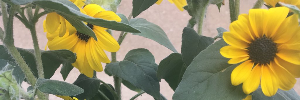 shaypaigep's profile banner image