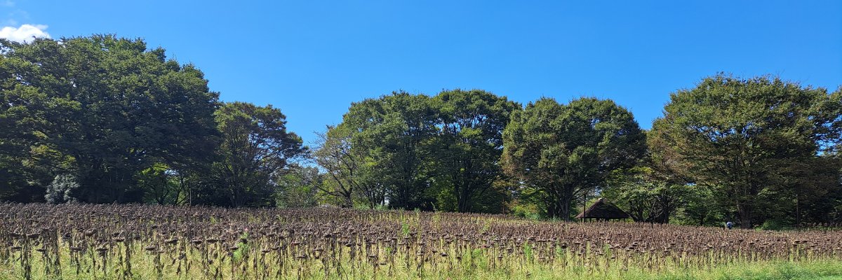 uzimatea's profile banner image