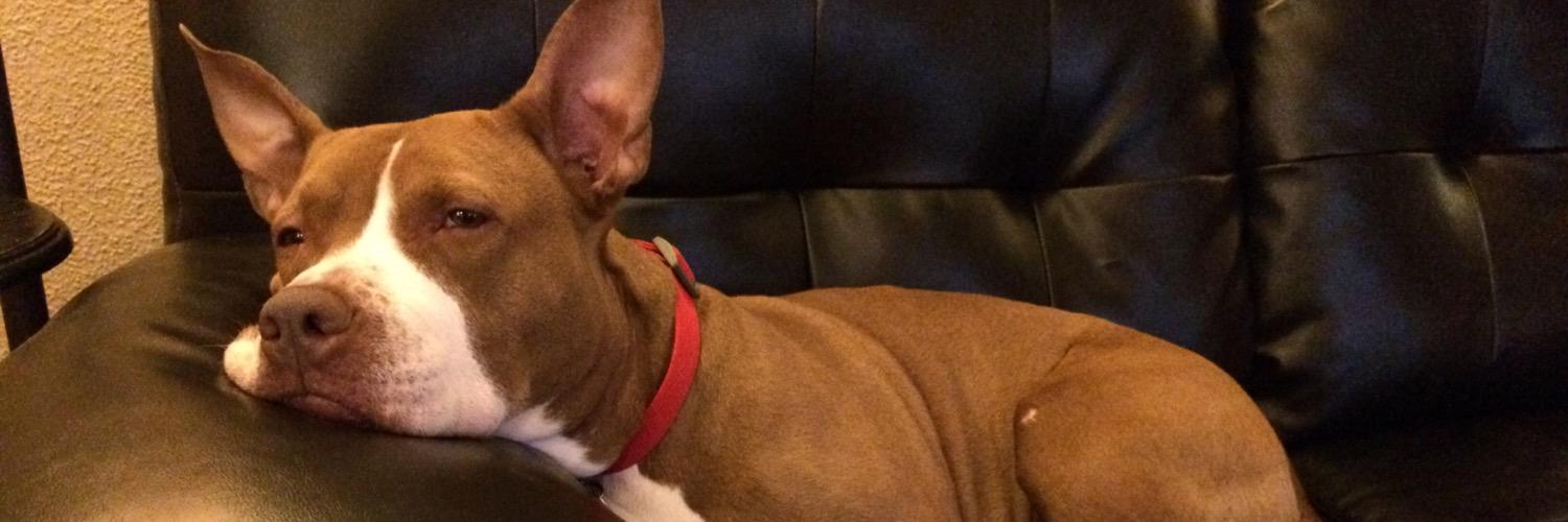 CalpurniaTheDog's profile banner image