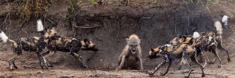 Gino Appleberry Jr banner