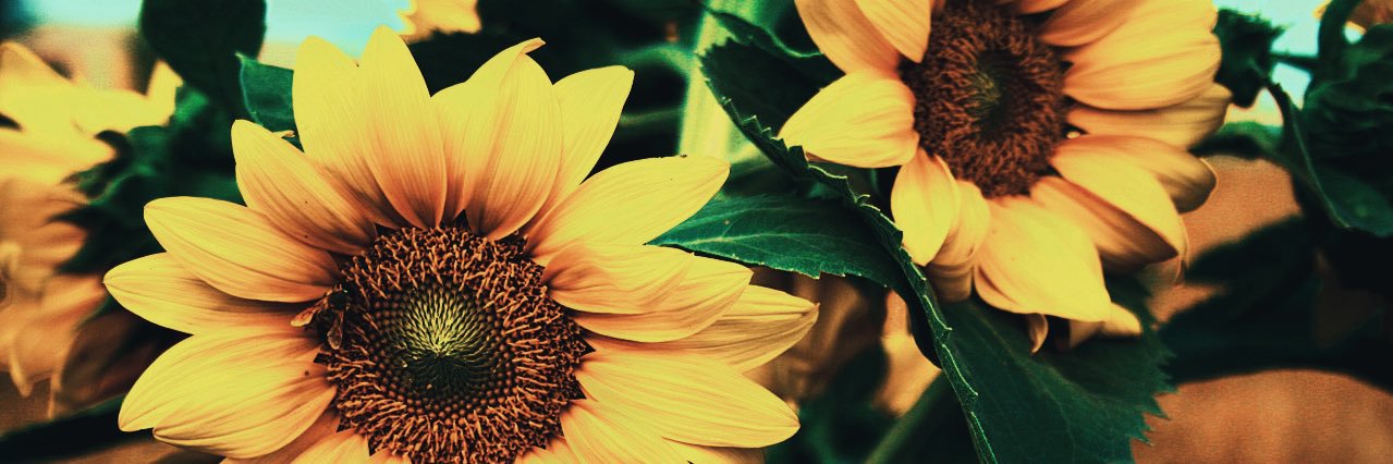 SajhidaM's profile banner image