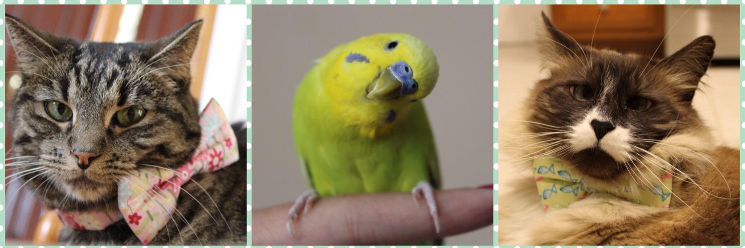 2catsandabird banner