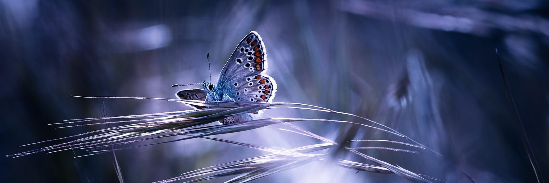 Max Kristovskiy banner