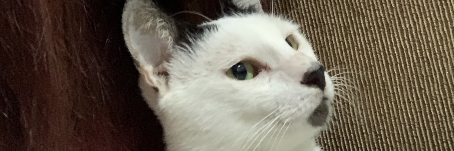 sharashi 𓆩♤𓆪 샤라씨 #BANGCHELLA banner