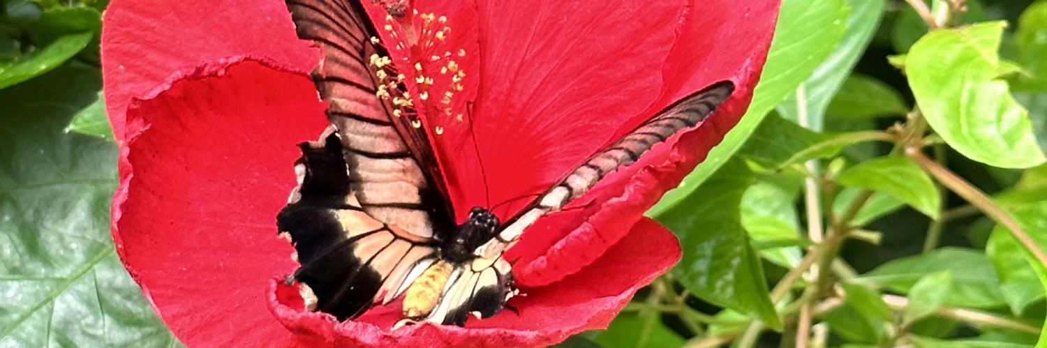 aapas's profile banner image