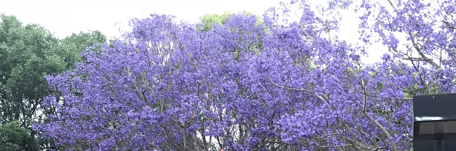 AneliseUnb's profile banner image