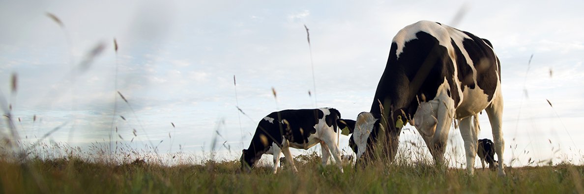 Arla Foods NL banner
