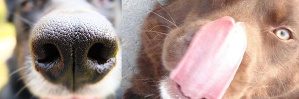 DiazRizzolo Profile Banner