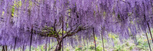 佐とう banner