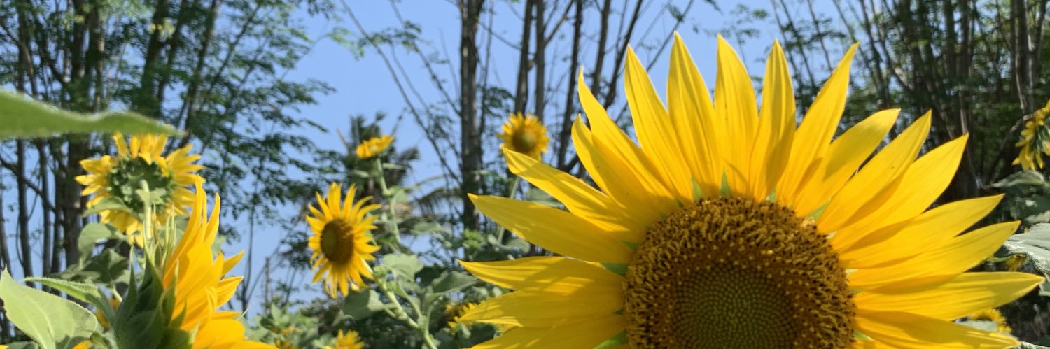 widiapw's profile banner image