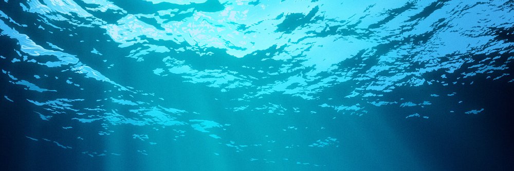 Dr. Stacey Felgate banner