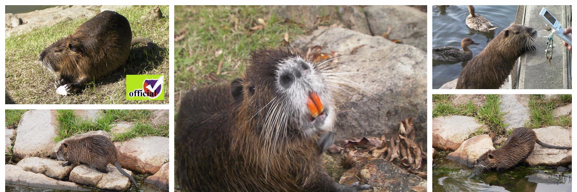 coypu_jp's profile banner image