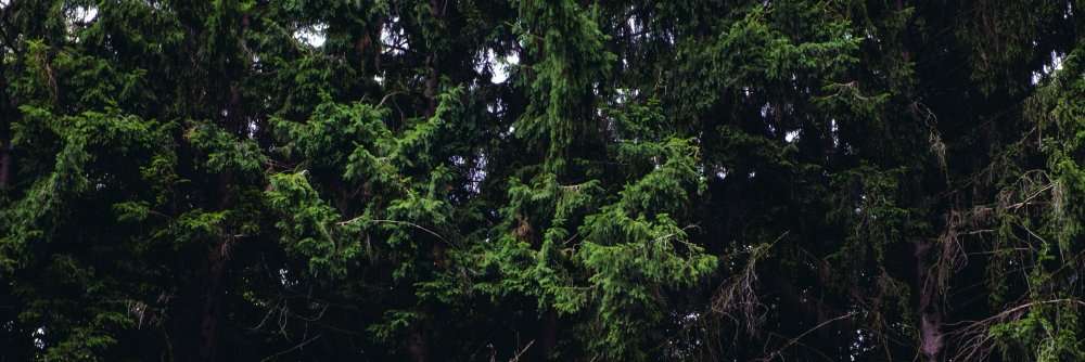 Barnimages banner