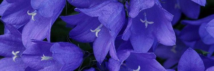 bisnaf111's profile banner image