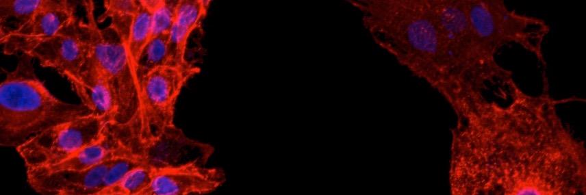 Caterina La Porta banner