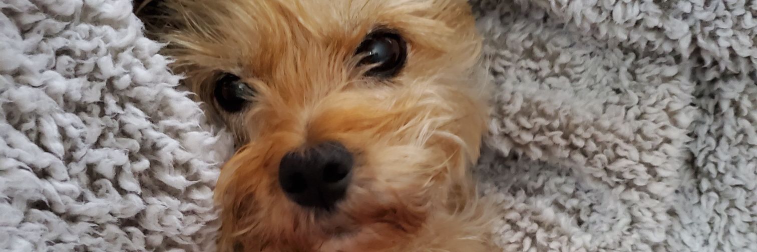 jennryall's profile banner image