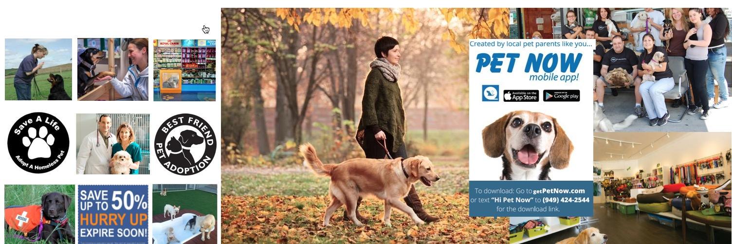 PetNow's profile banner image